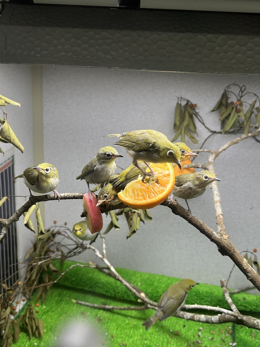 Swinhoe's White-eye - ML645842182