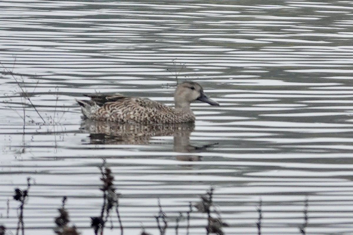 Blue-winged Teal - ML645842183