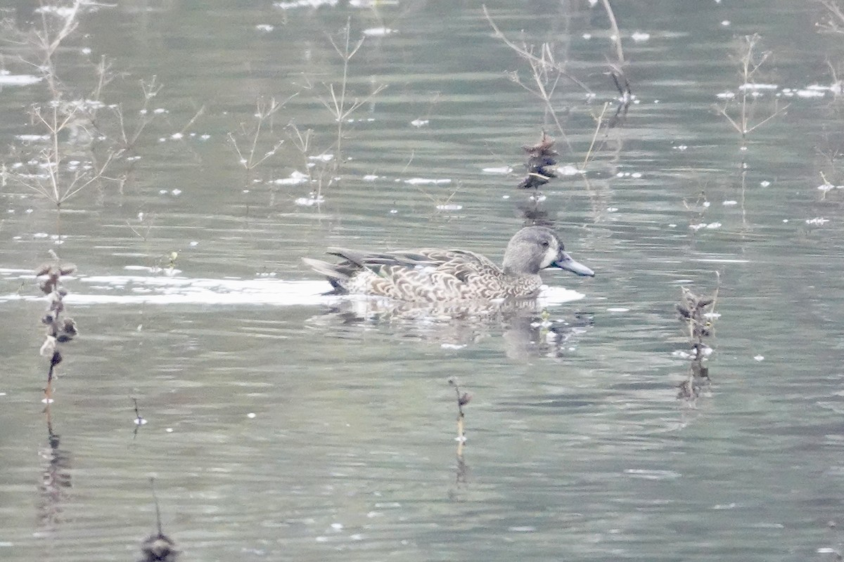 Blue-winged Teal - ML645842184