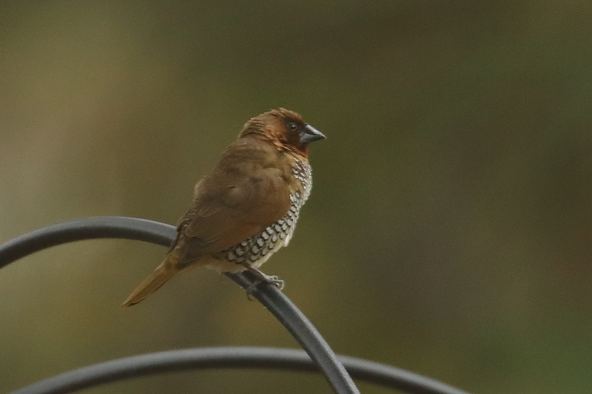 Scaly-breasted Munia - ML645842185