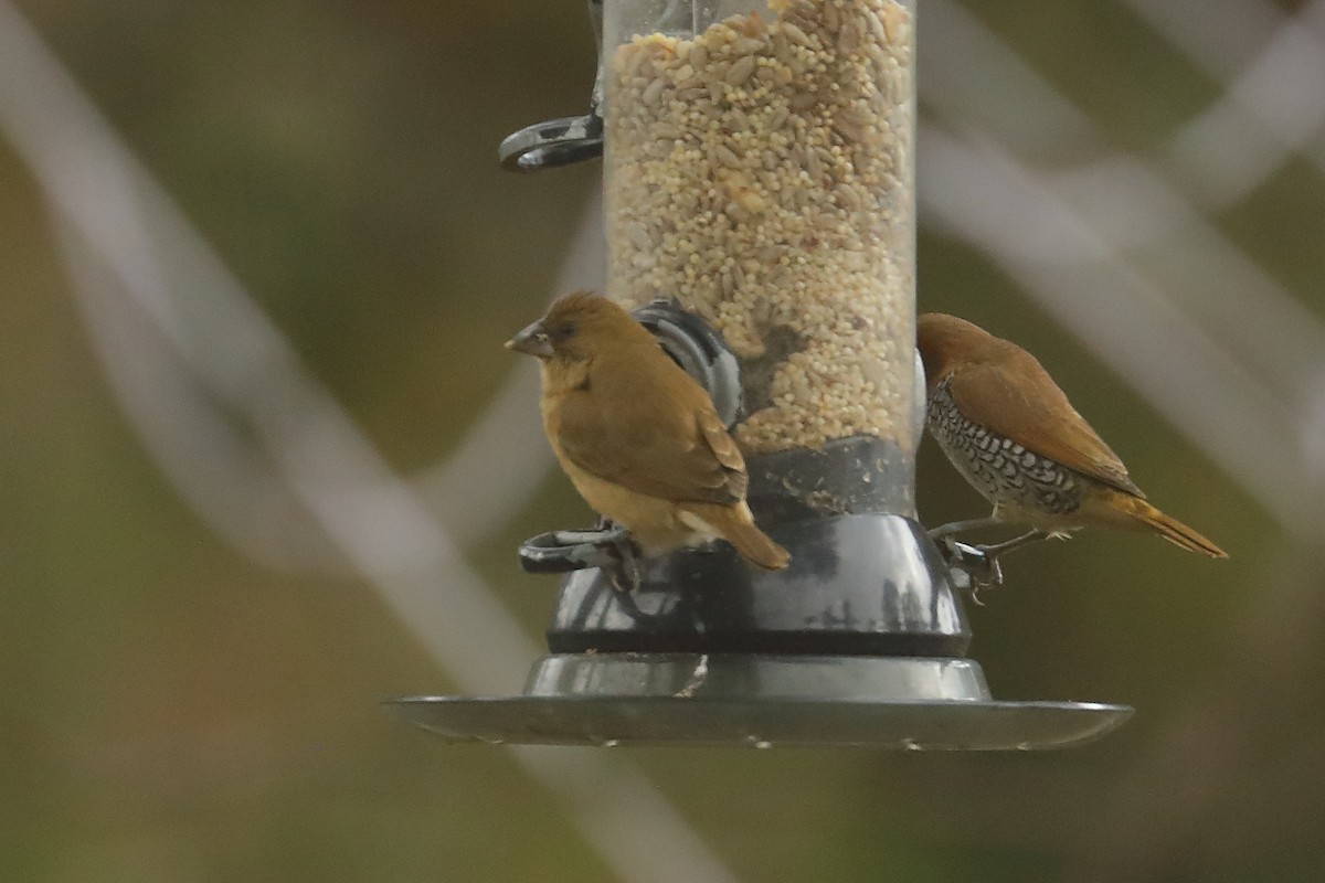 Scaly-breasted Munia - ML645842187