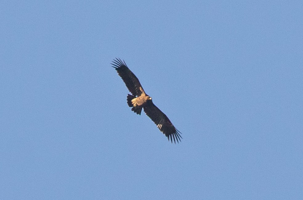 Greater Spotted Eagle - ML645842189