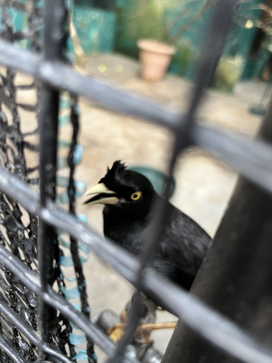 Crested Myna - ML645842191