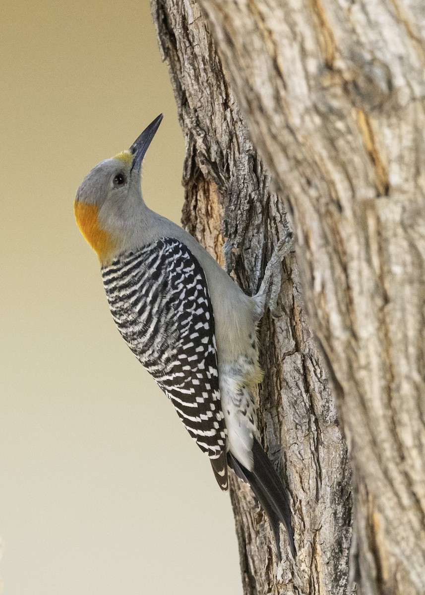 Golden-fronted Woodpecker - ML645842193