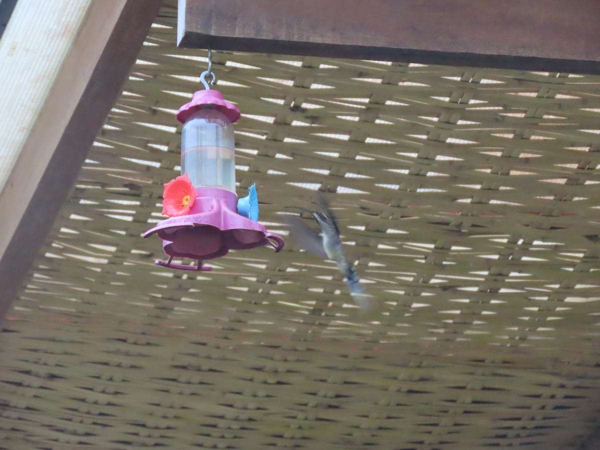 Planalto Hermit - ML645842194