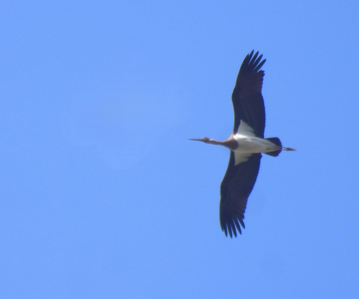 Black Stork - ML645842195