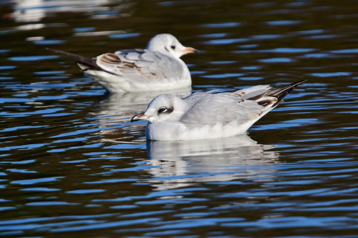 Mediterranean Gull - ML645842196