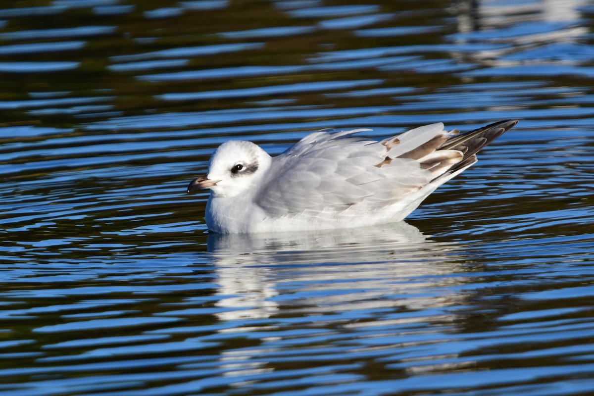 Mediterranean Gull - ML645842198