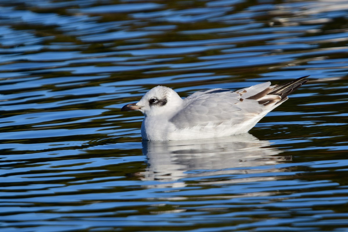 Mediterranean Gull - ML645842199