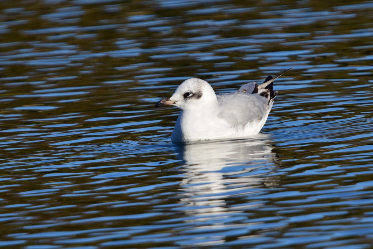 Mediterranean Gull - ML645842200