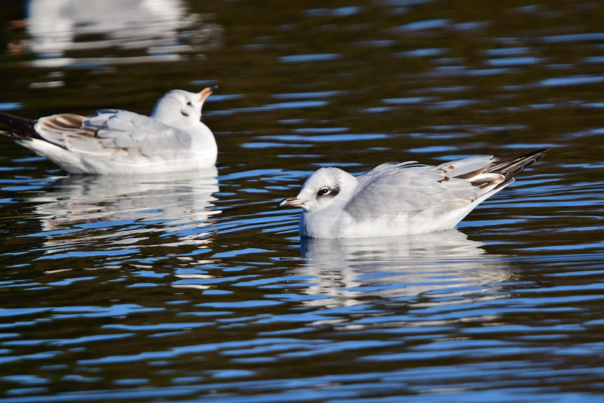Mediterranean Gull - ML645842201