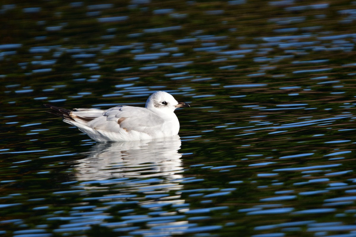 Mediterranean Gull - ML645842202