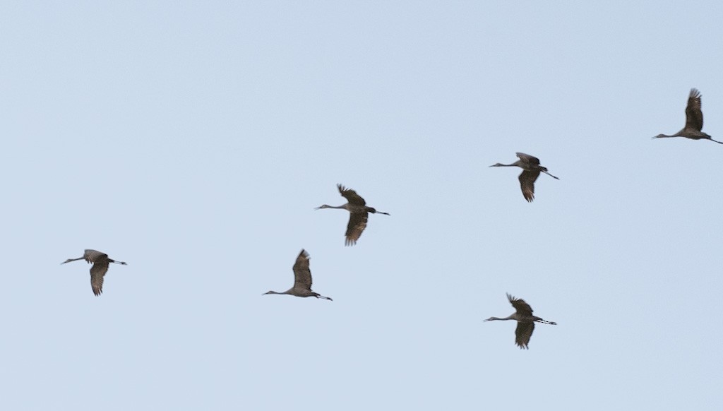 Sandhill Crane - ML645842203