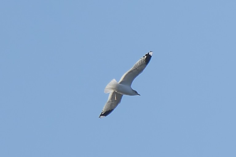 Common Gull - ML645842205