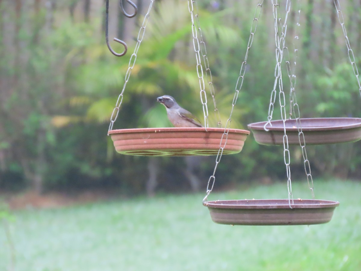 Green-winged Saltator - ML645842207