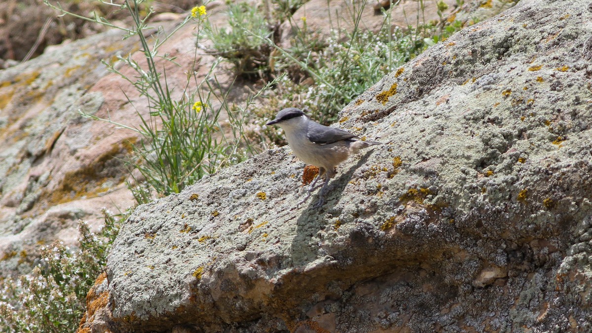Western Rock Nuthatch - ML645842210