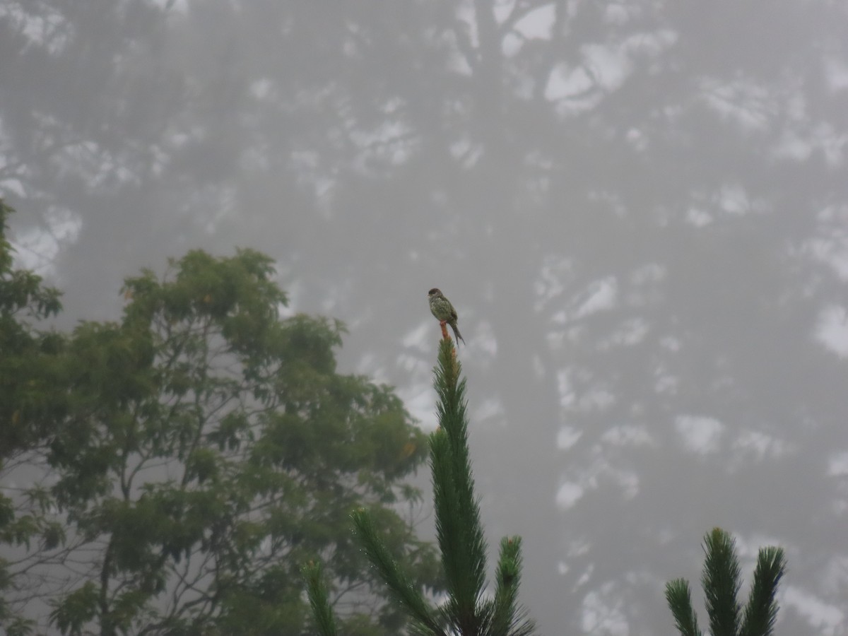 Swallow-tailed Cotinga - ML645842213