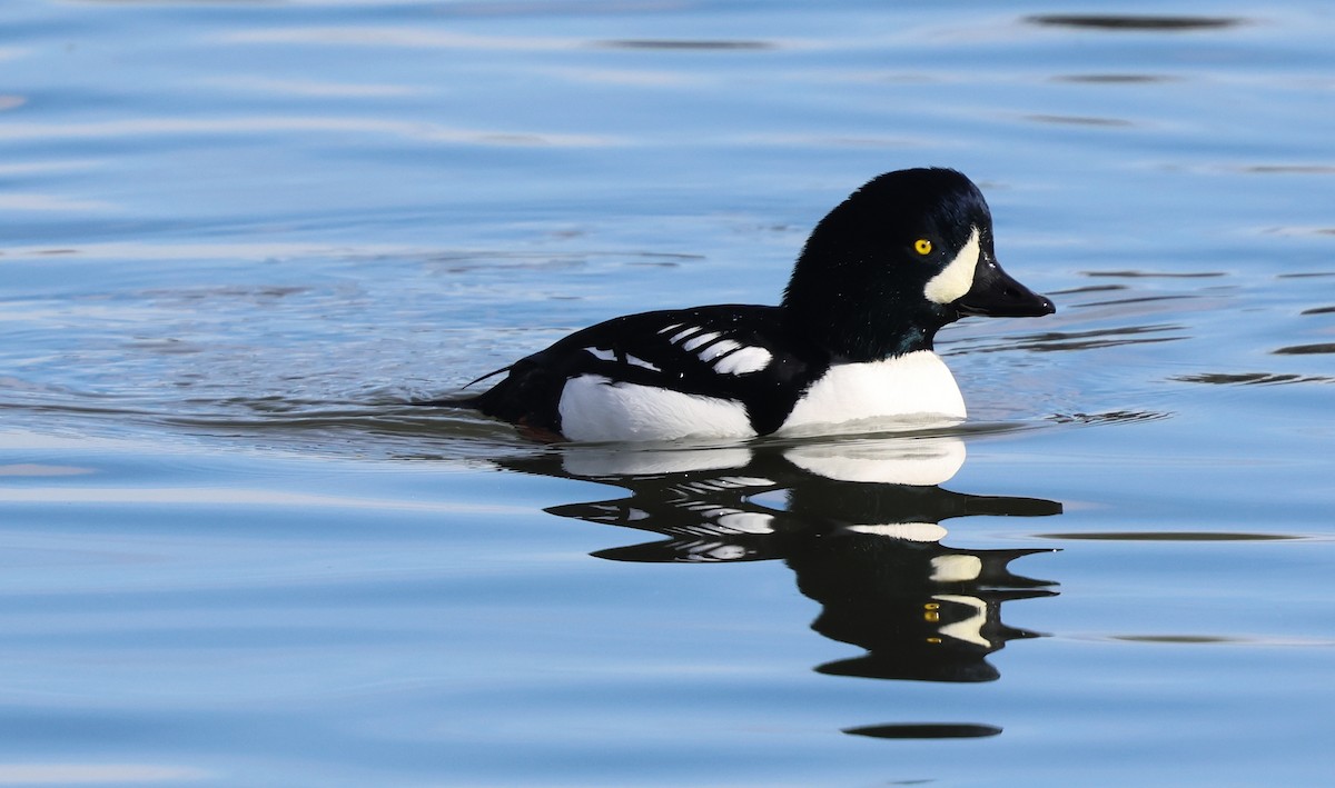 Barrow's Goldeneye - ML645842214