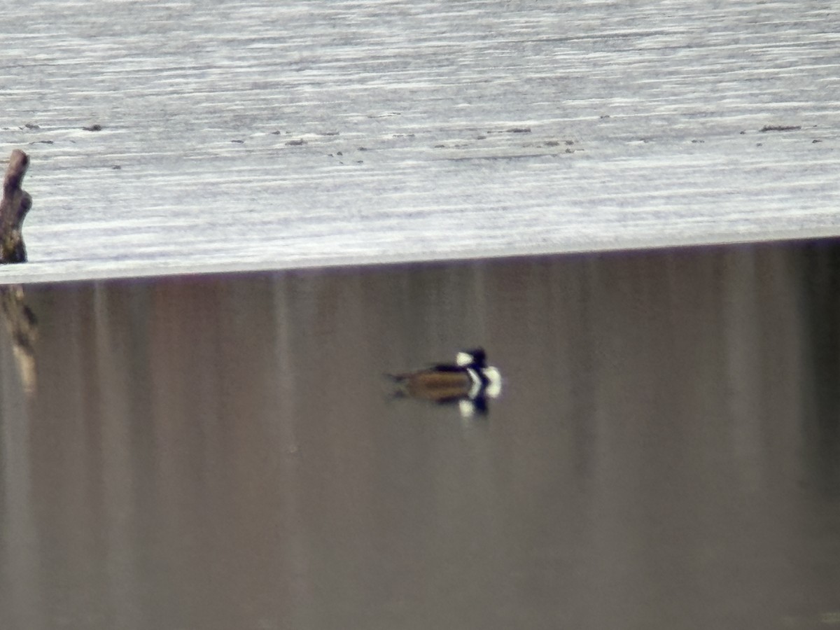 Hooded Merganser - ML645842237