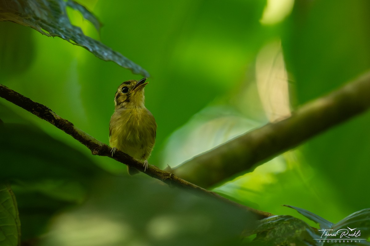 Golden-crowned Spadebill - ML645842238