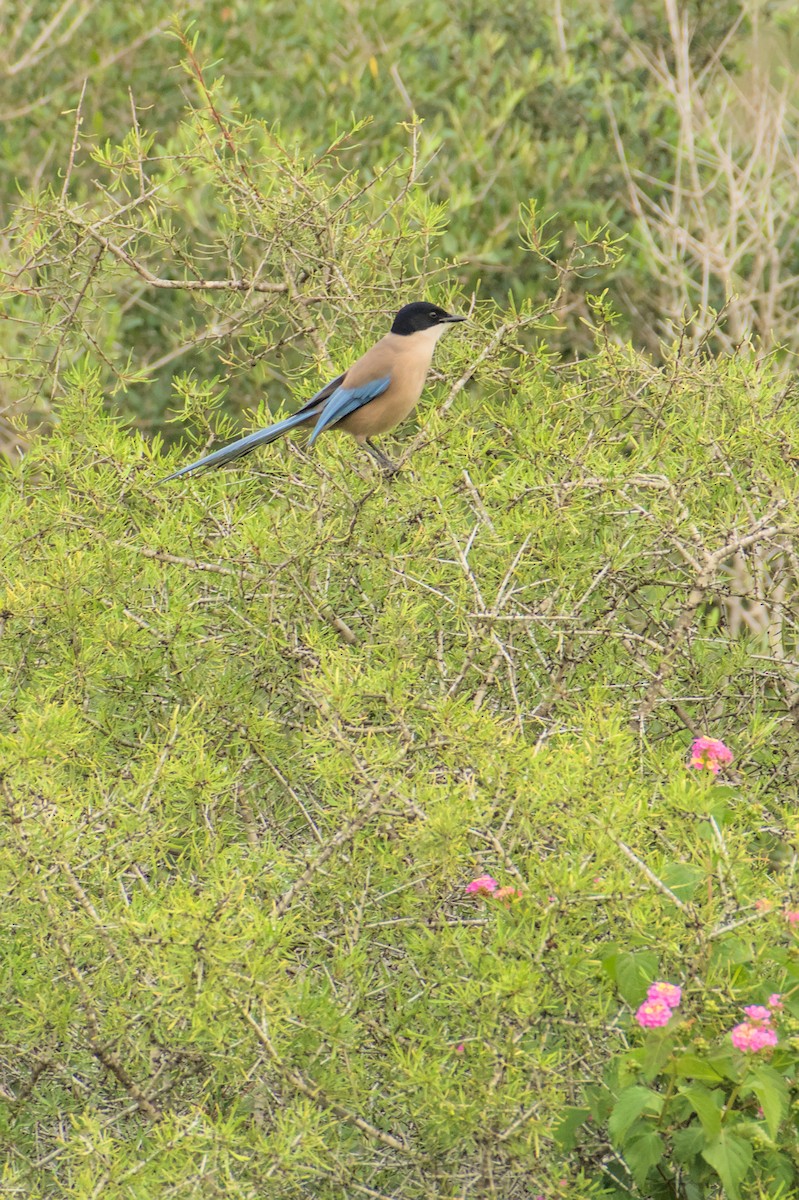 Iberian Magpie - ML645842248