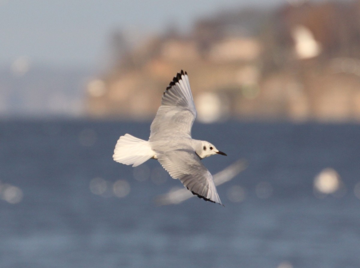 Bonaparte's Gull - ML645842253