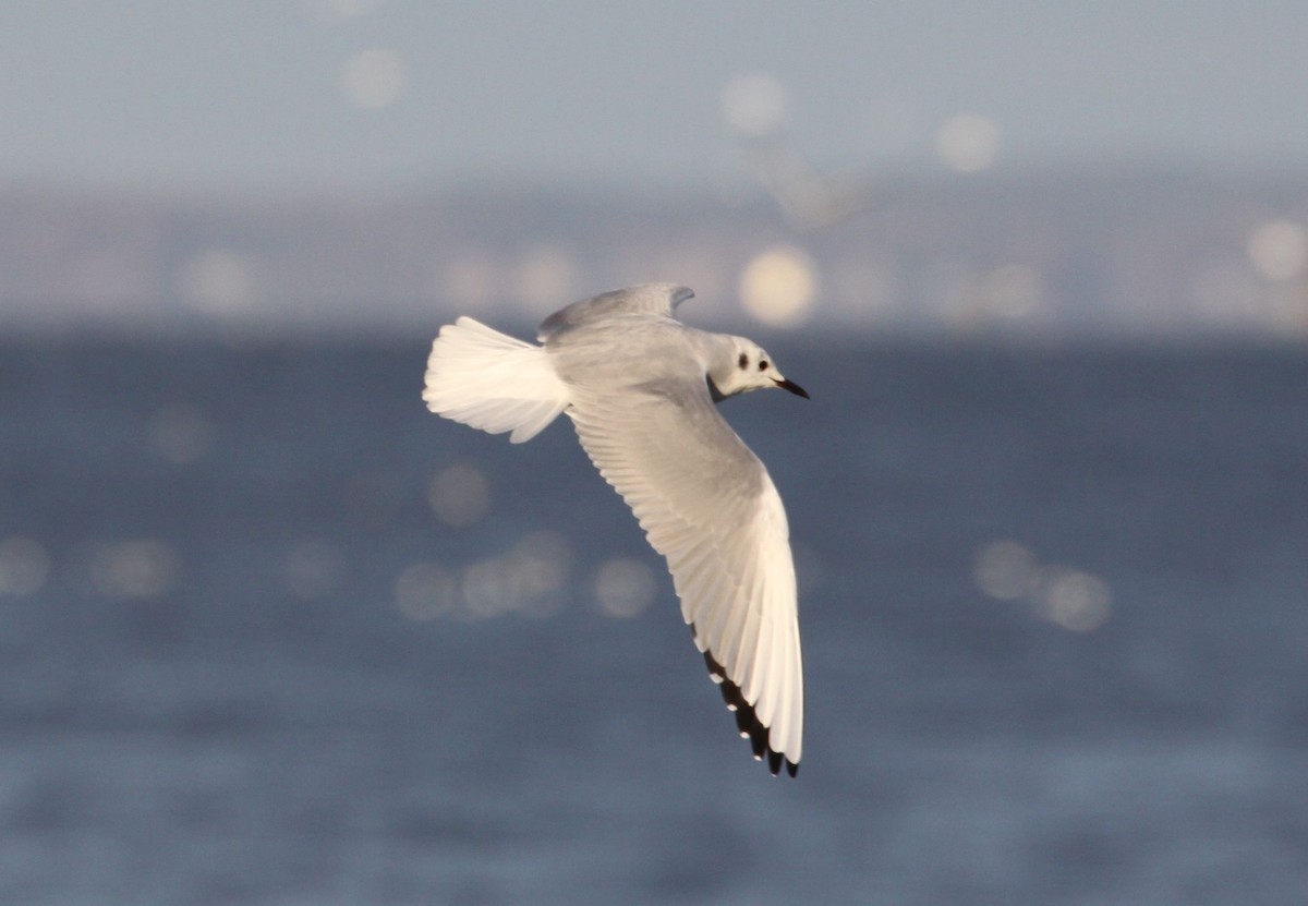 Bonaparte's Gull - ML645842254