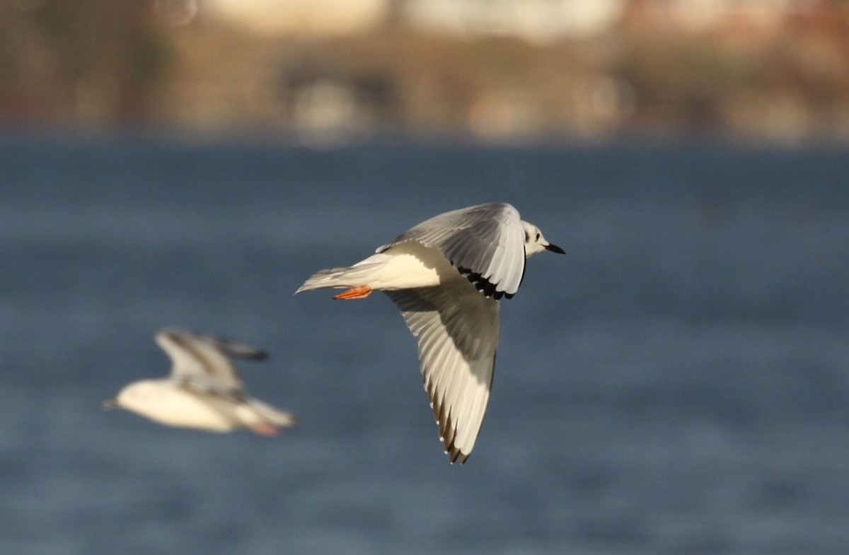 Bonaparte's Gull - ML645842255