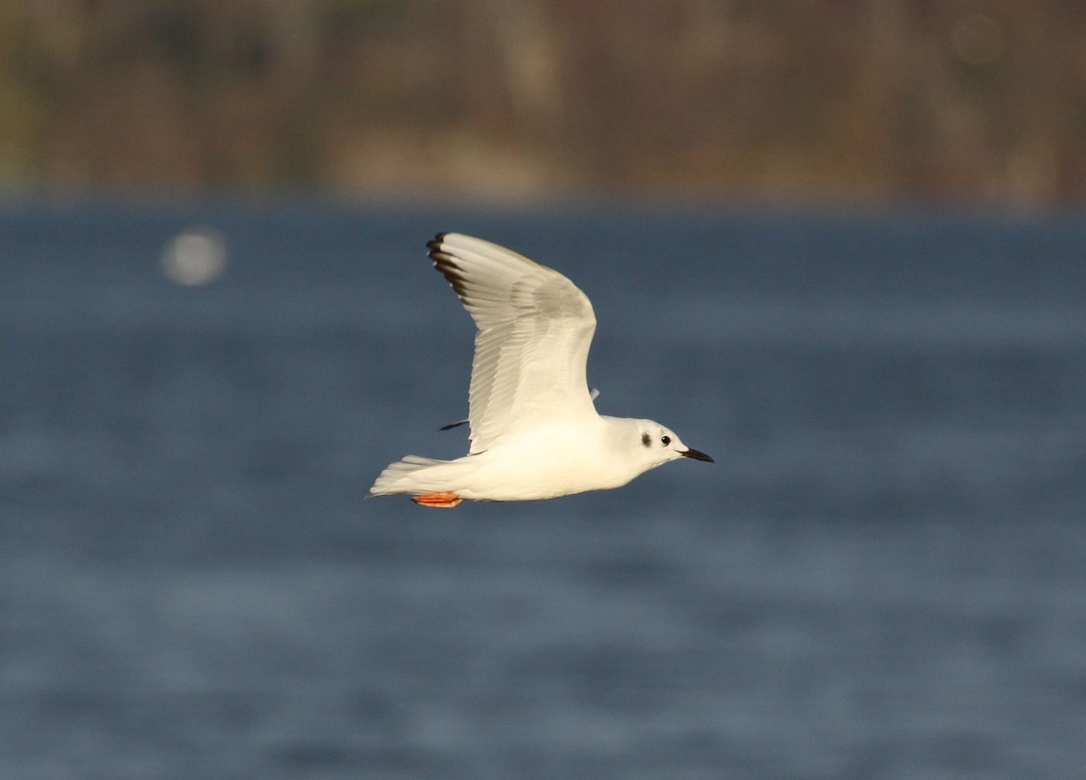 Bonaparte's Gull - ML645842256