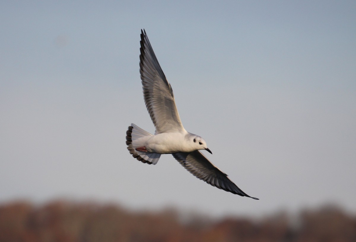Bonaparte's Gull - ML645842257