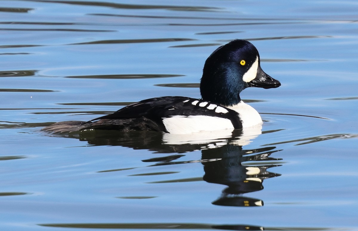 Barrow's Goldeneye - ML645842259