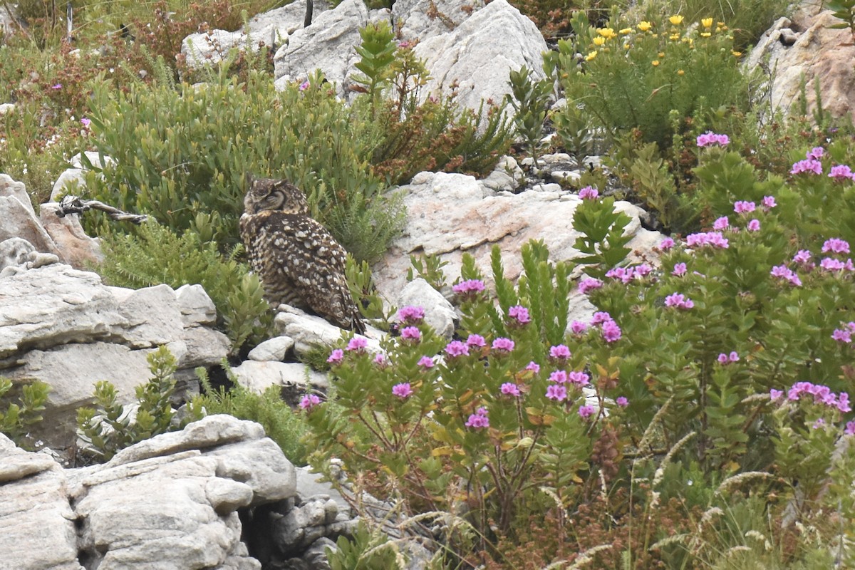 Cape Eagle-Owl - ML645842261