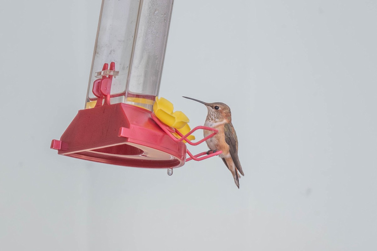 Rufous Hummingbird - ML645842266