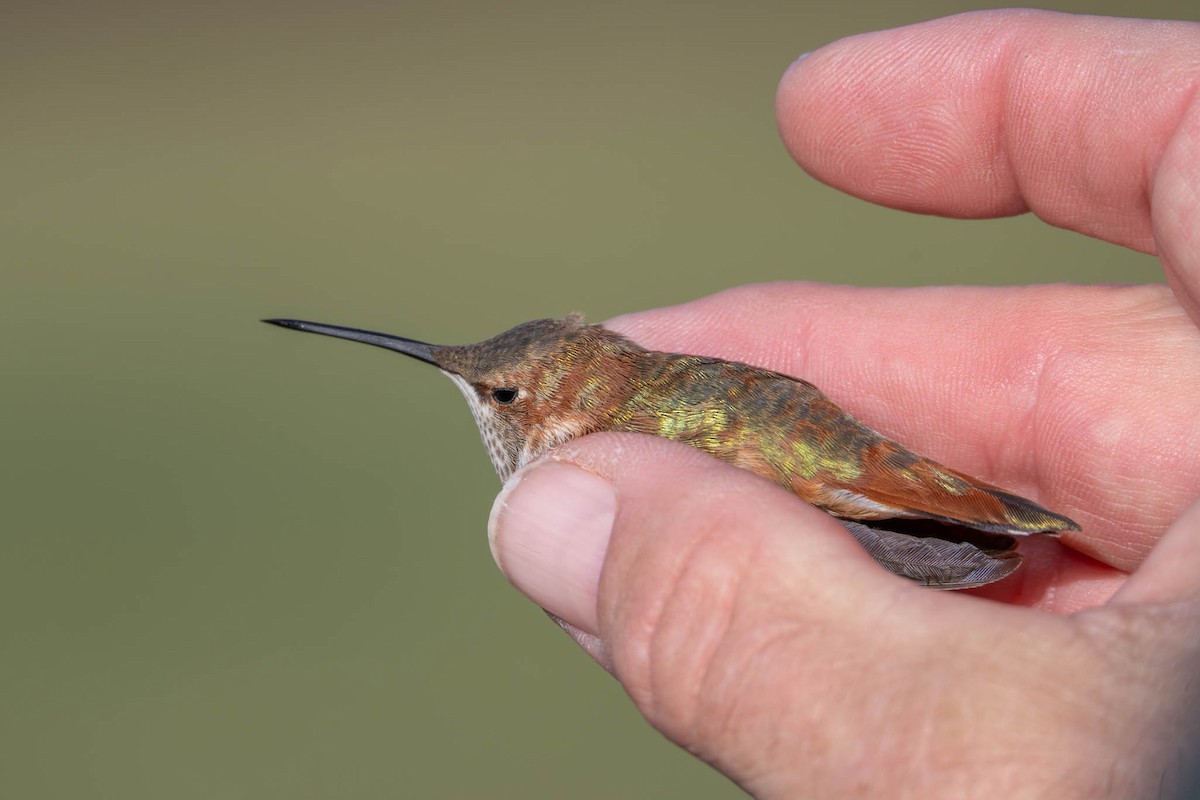 Rufous Hummingbird - ML645842267