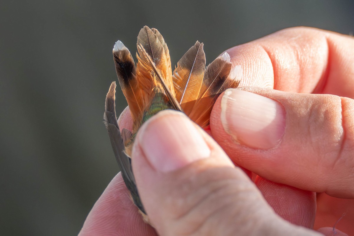 Rufous Hummingbird - ML645842268