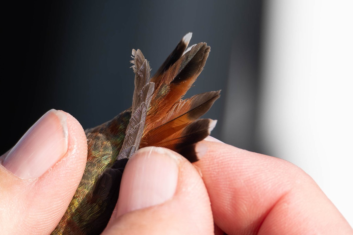 Rufous Hummingbird - ML645842269