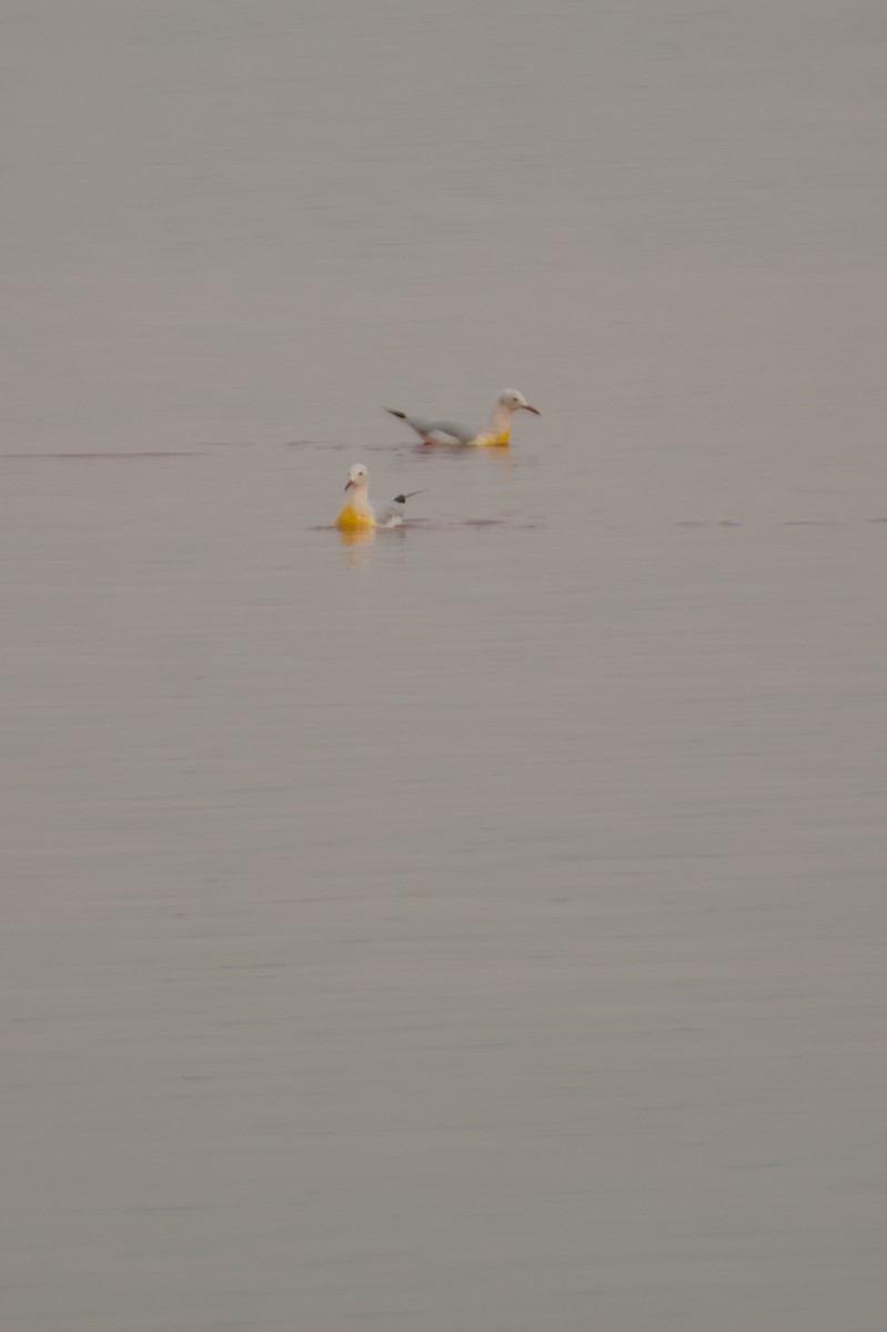 Slender-billed Gull - ML645842270