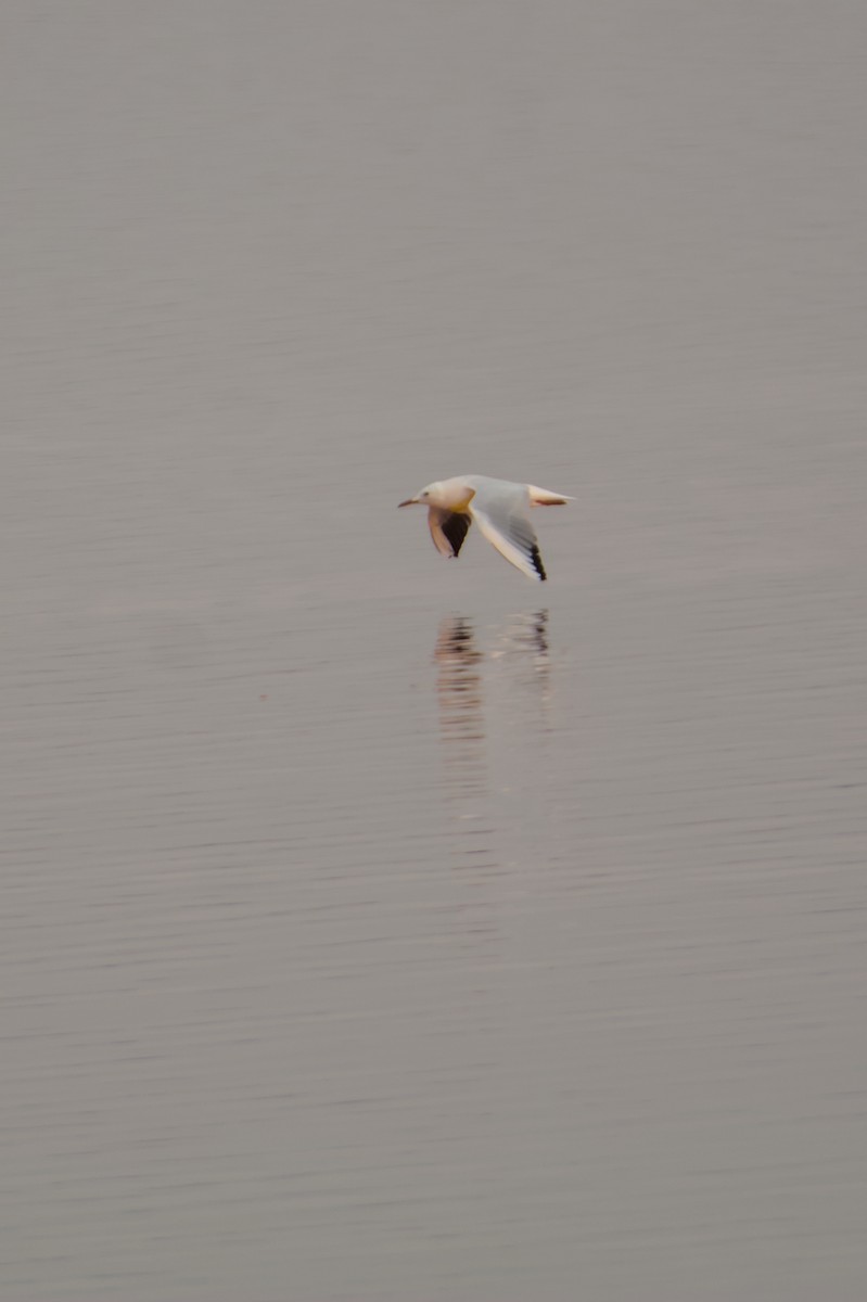 Slender-billed Gull - ML645842271