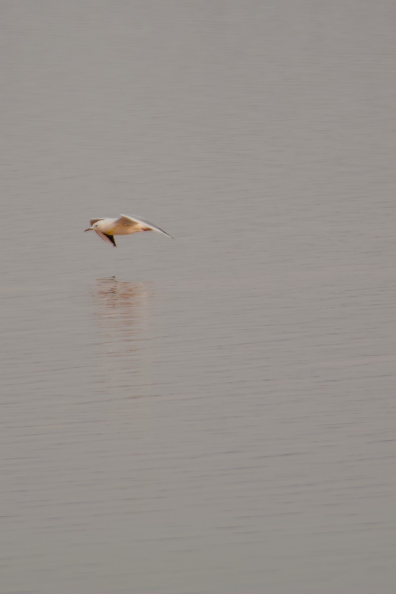 Slender-billed Gull - ML645842272