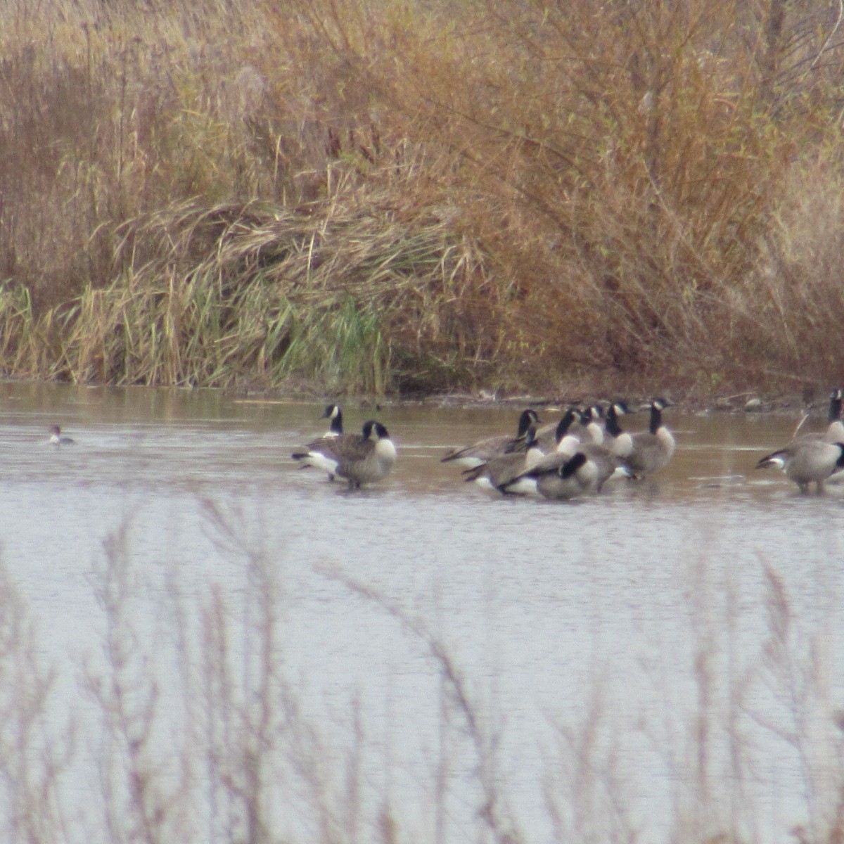 Canada Goose - ML645842274