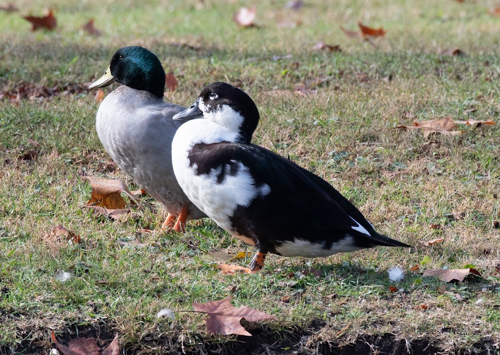 Muscovy Duck (Domestic type) - ML645842275