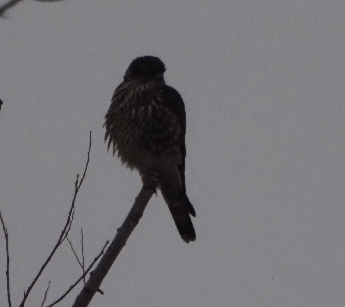 Merlin - ML645842276