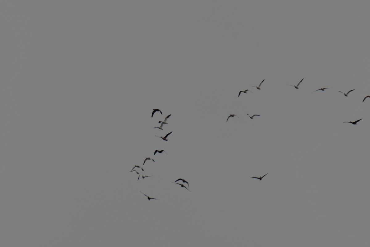 Snow Goose - ML645842277