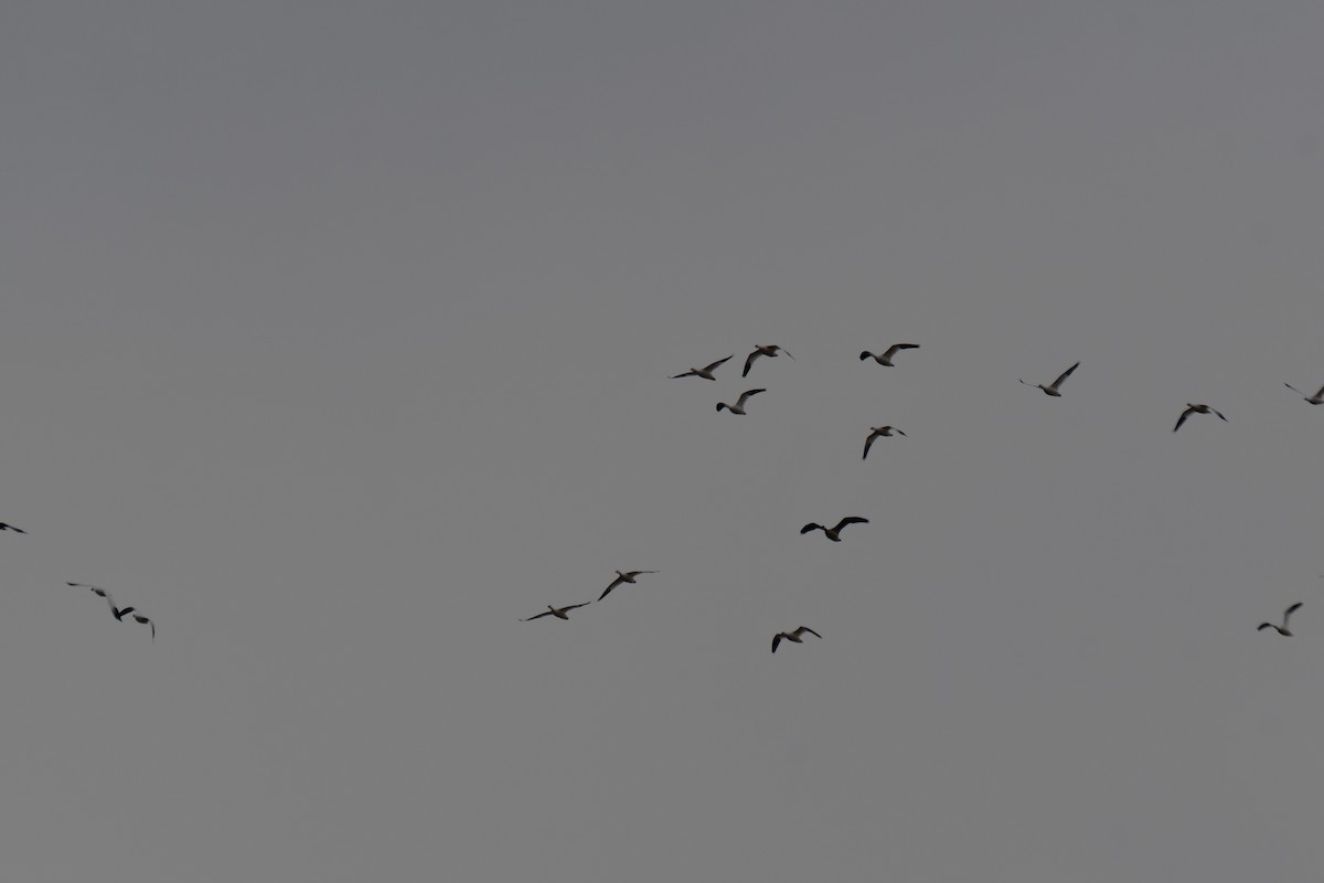 Snow Goose - ML645842278