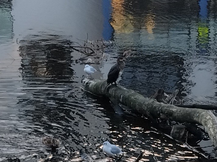 Great Cormorant - ML645842282