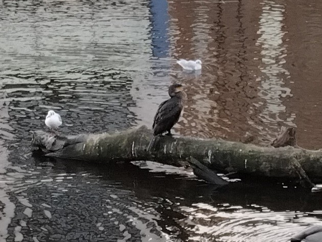 Great Cormorant - ML645842283