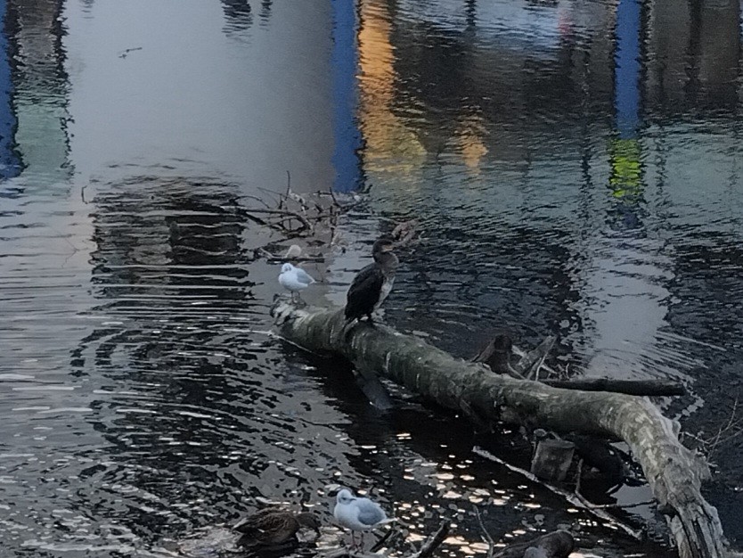 Great Cormorant - ML645842284