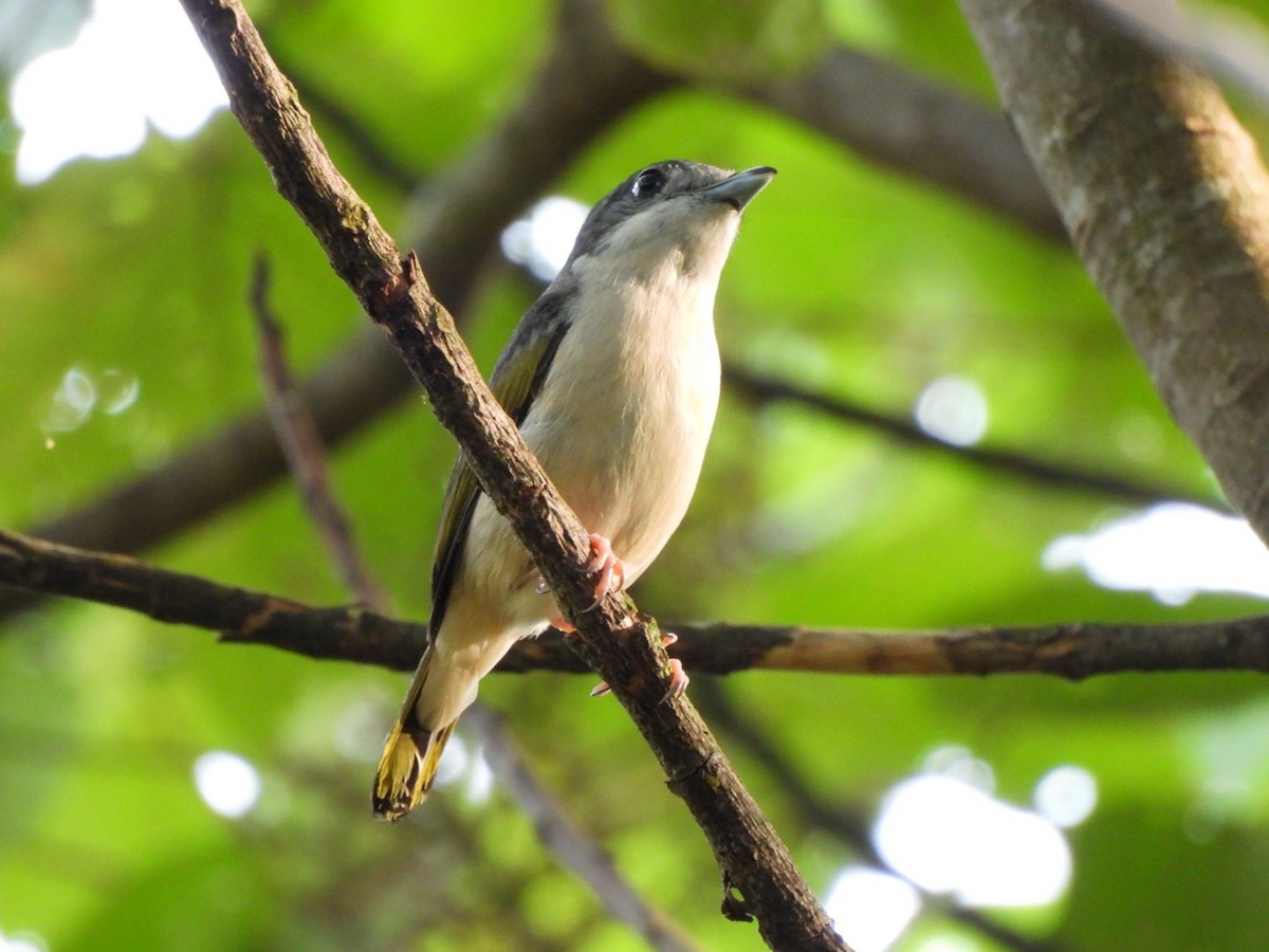 White-browed Shrike-Babbler - ML645842289