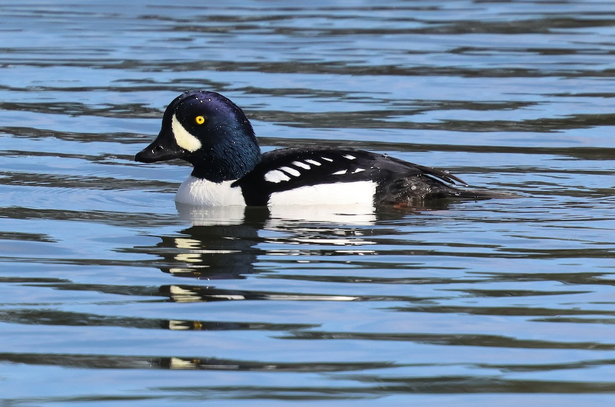 Barrow's Goldeneye - ML645842290