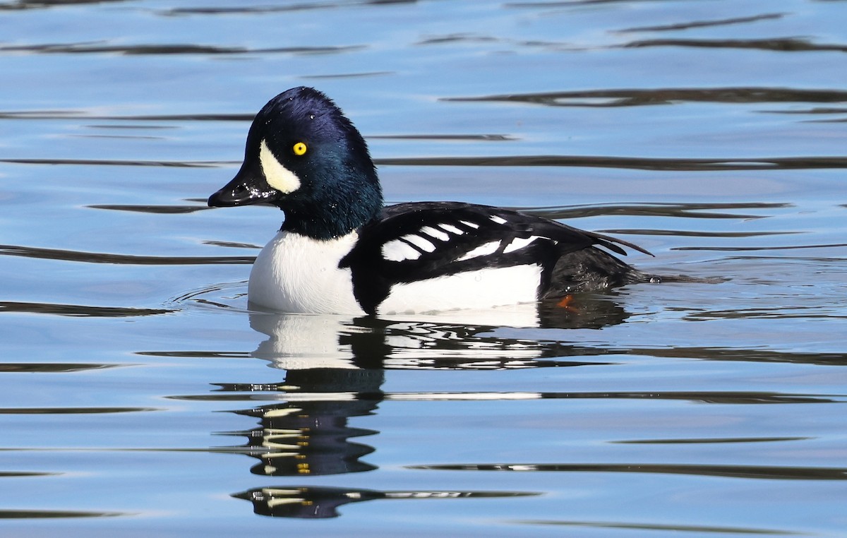 Barrow's Goldeneye - ML645842291